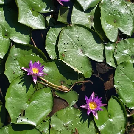 Apartamento Gyula Hévíz