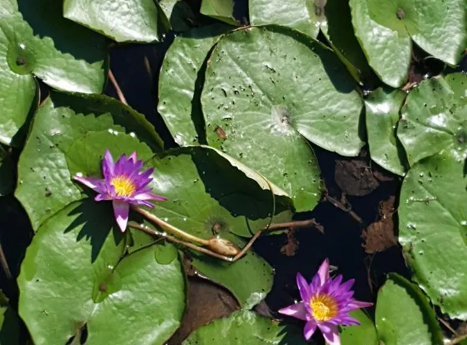 Appartamento Gyula Hévíz